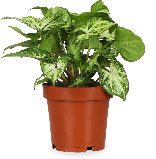 Syngonium arrow (Purpurtute) (S)