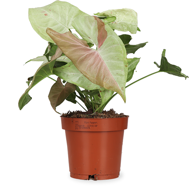 Syngonium milk confetti (Purpurtute)