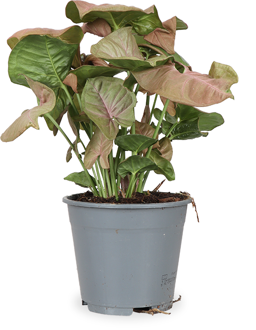 Syngonium Red Heart (Purpurtute) (S)