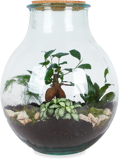 Terrarium kugelförmige Flasche (Flaschengarten) (L)