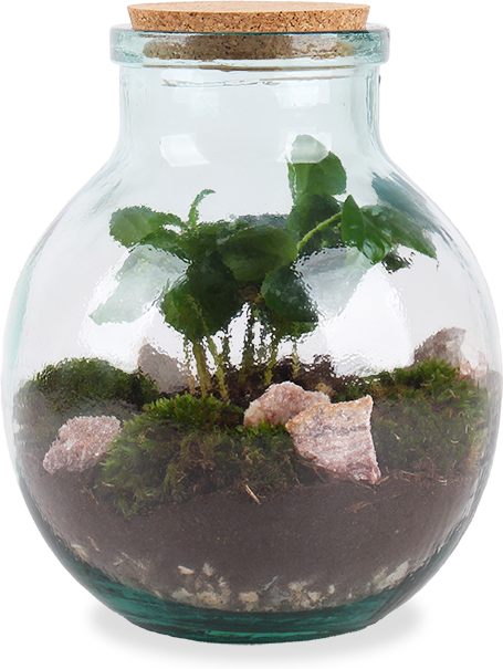 Terrarium kugelförmige Flasche (Flaschengarten) (M)