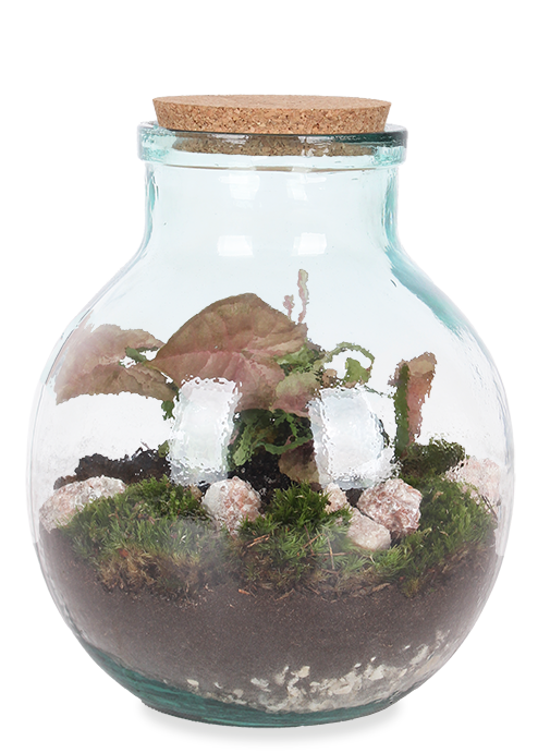 Terrarium kugelförmige Flasche (Flaschengarten) (M)