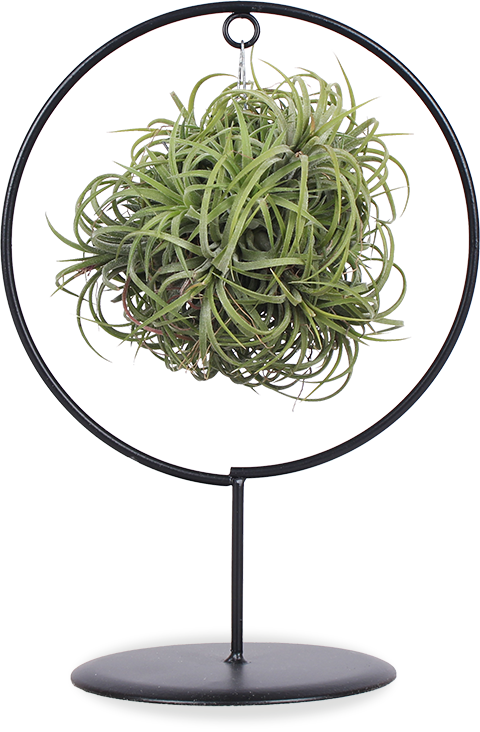 Tillandsia magic ball im Ring (Luftpflanze)