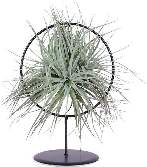 Tillandsia silver im Ring (Luftpflanze) (S)