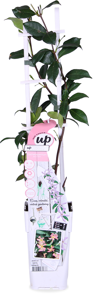 Trachelospermum Star of Ibiza (Sternjasmin) (M)