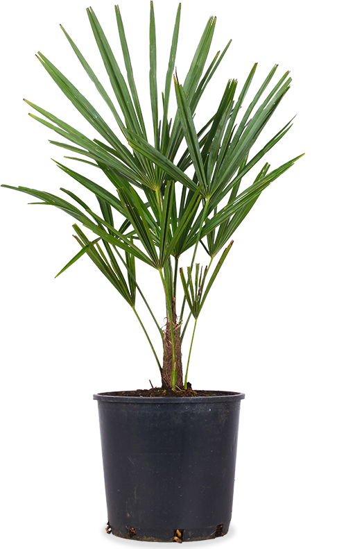 Trachycarpus fortunei (Chinesische Hanfpalme)