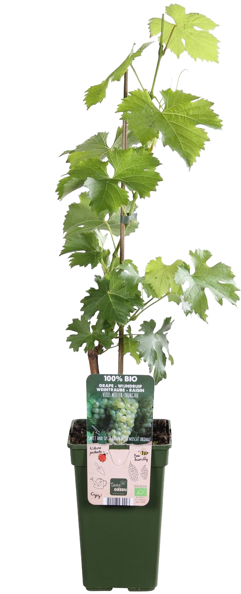 Traube (Vitis vinifera)