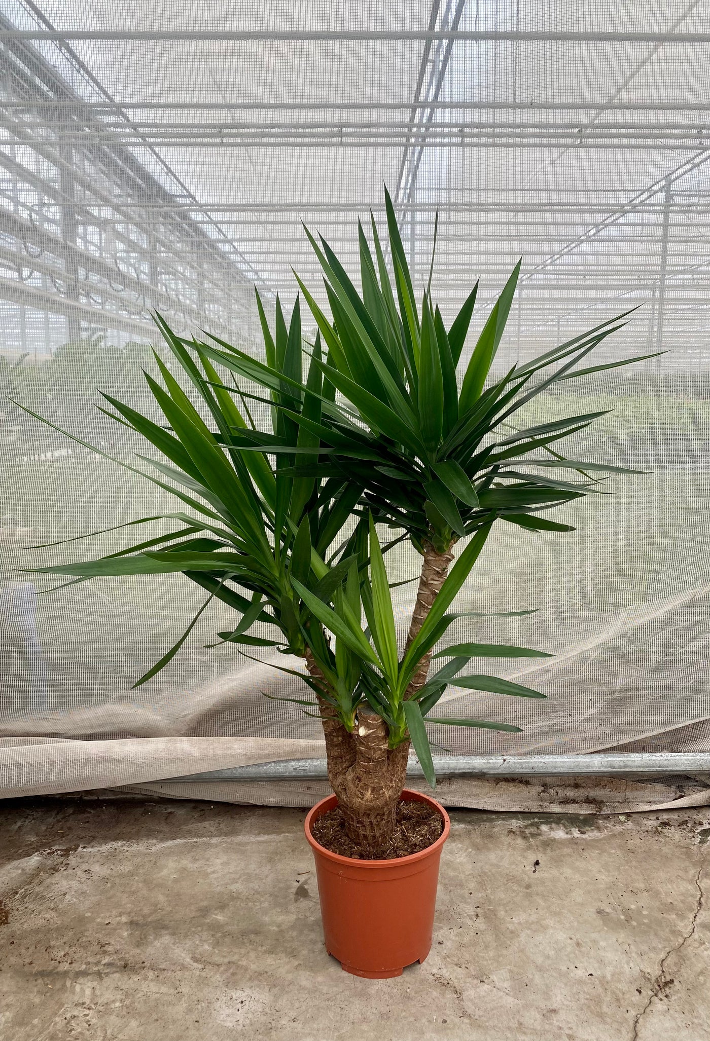 Yucca verzweigter Stamm (Groggy Zweige)