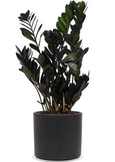 Zamioculcas raven (Glücksfeder) (M)