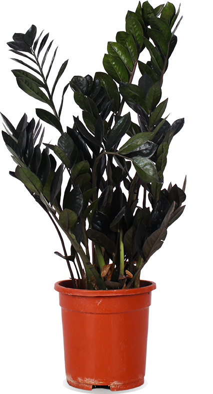 Zamioculcas raven (Glücksfeder) (M)