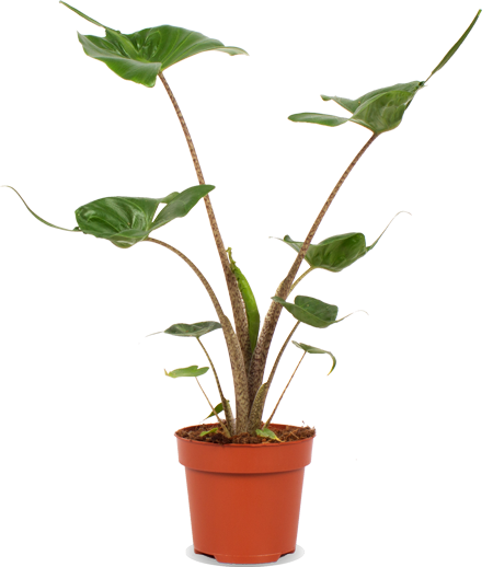 Alocasia stingray (Elefantenohr)