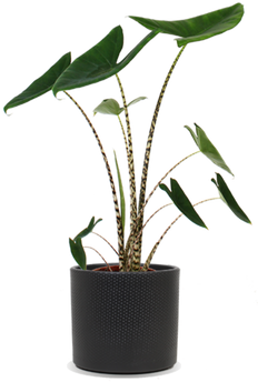 Alocasia zebrina (Elefantenohr) (M)