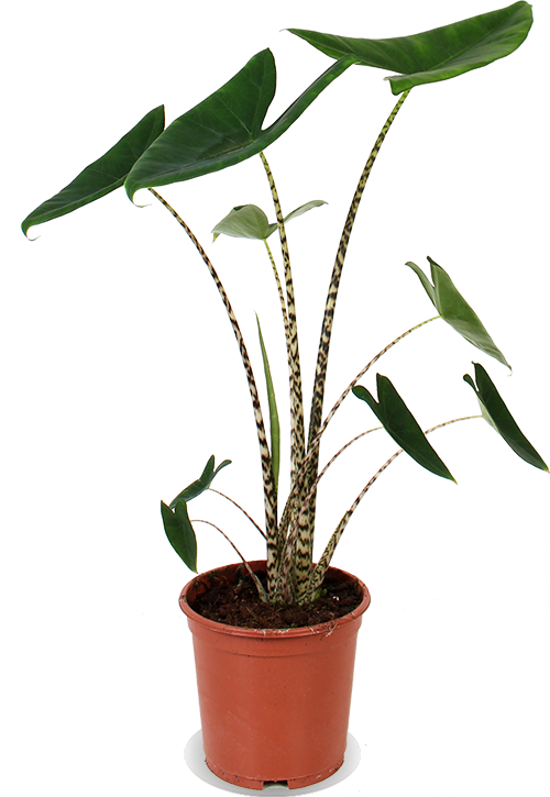Alocasia zebrina (Elefantenohr) (M)