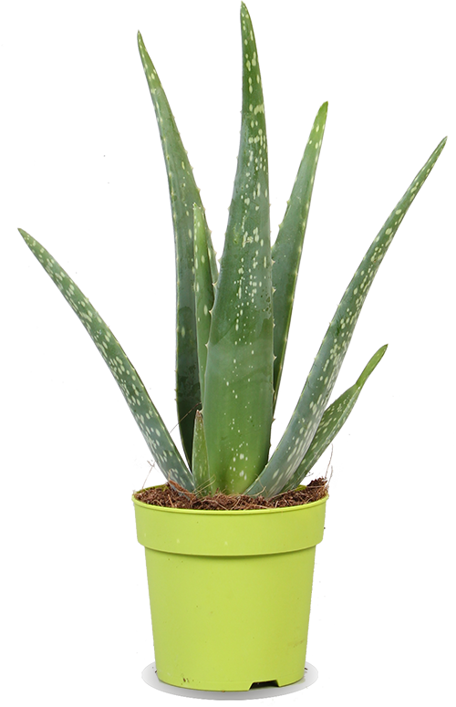 Aloë vera (S) (35cm)