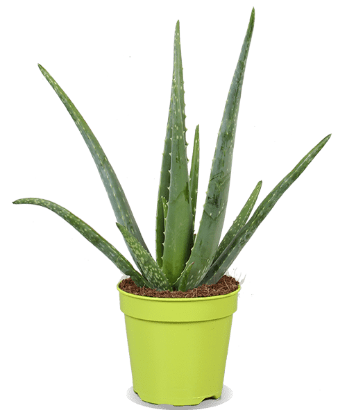 Aloë vera (S) (45cm)
