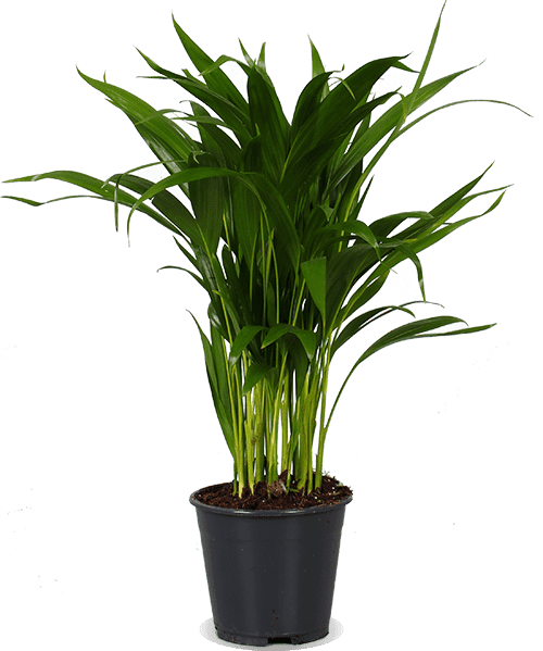 Areca Palme (Goldfruchtpalme) (M)