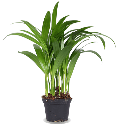 Areca Palme (Goldfruchtpalme) (XS)