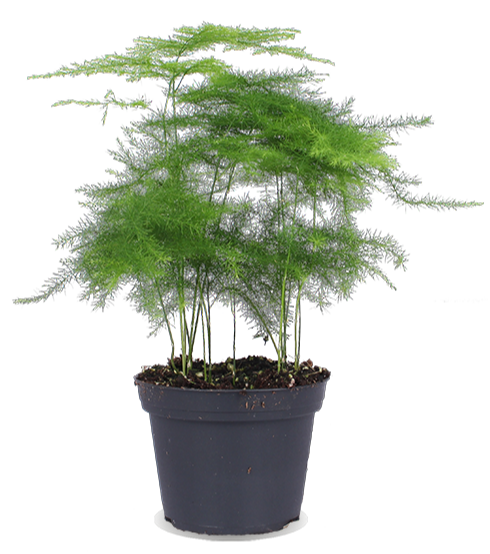 Asparagus plumosus (Zierspargel) (XS)