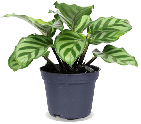 Calathea freddie (Korbmarante) (XS)