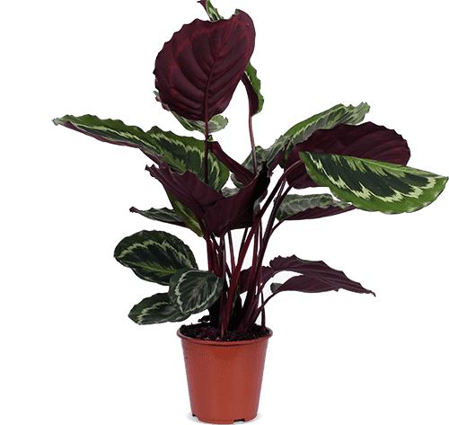 Calathea medallion (Korbmarante) (M)