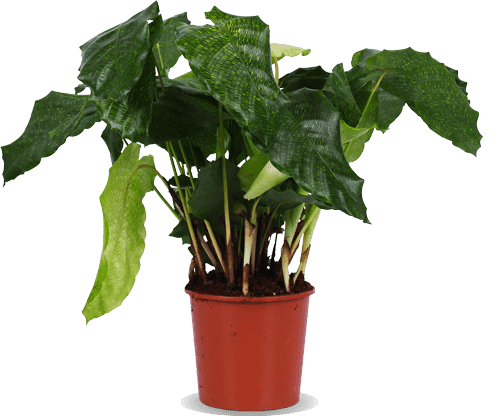 Calathea network (Korbmarante)