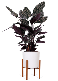 Calathea ornata (Korbmarante) (M)