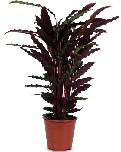 Calathea rufibarba (Korbmarante) (M)