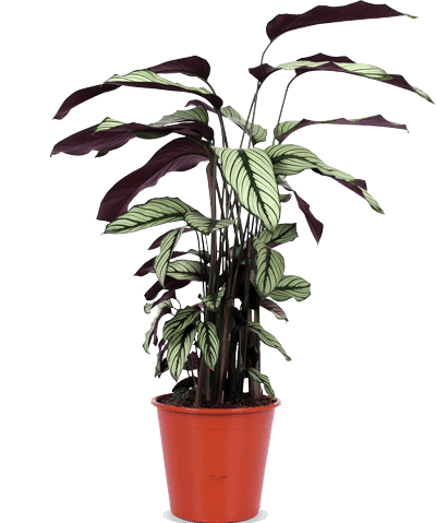 Calathea whitestar (Korbmarante) (M)