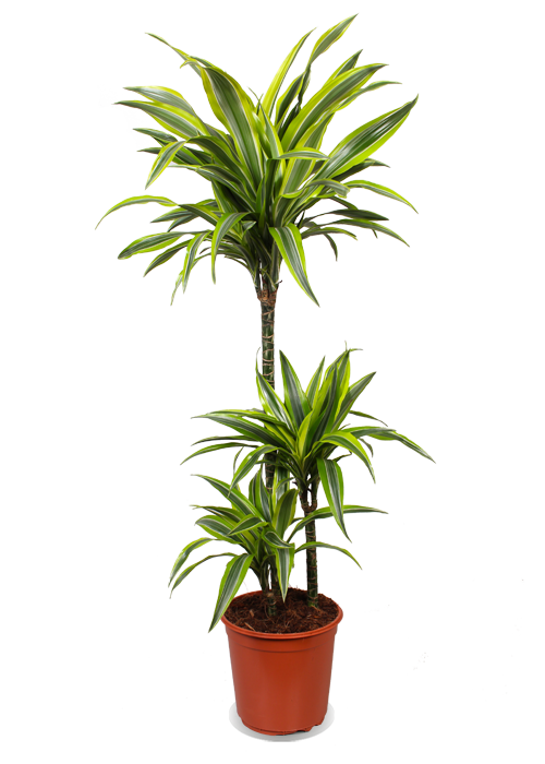 Dracaena lemon lime (Drachenbaum) (L)