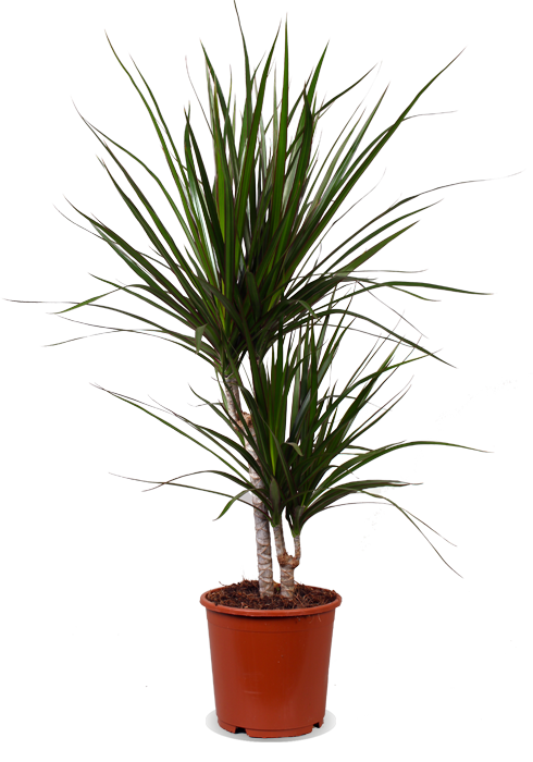 Dracaena marginata (Drachenbaum) (M)