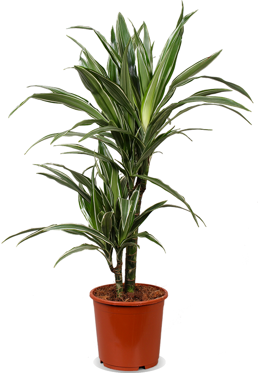 Dracaena warneckei (Drachenbaum) (M)