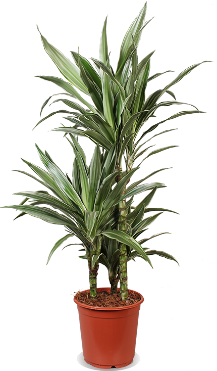 Dracaena warneckei (Drachenbaum) (M)