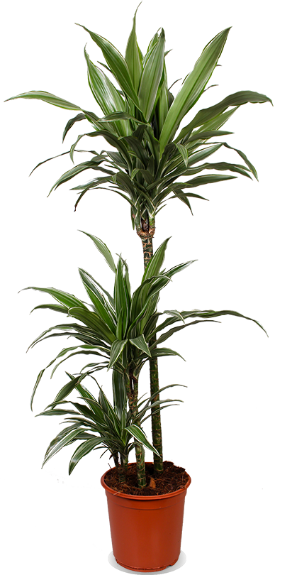 Dracaena warneckei (Drachenbaum) (L)