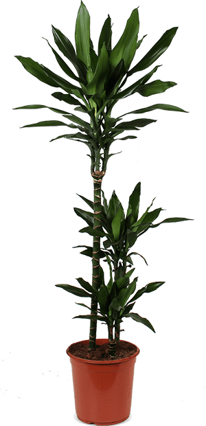 Dracaena janet lind (Drachenbaum) (L)