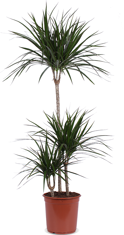 Dracaena marginata (Drachenbaum) (L)