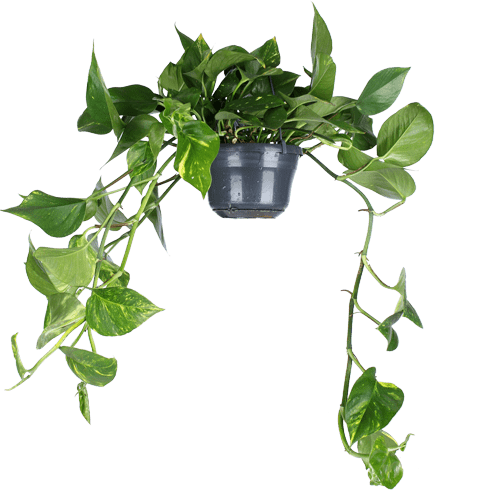 Epipremnum aureum (Efeutute) (M)