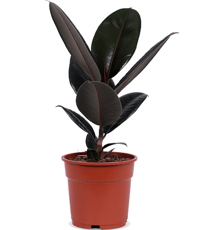 Ficus abidjan (Gummibaum) (M)