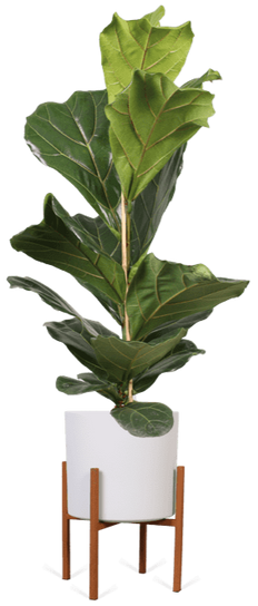 ascot-24-roest-era-23-wit