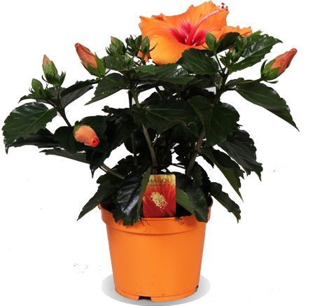 Hibiskus adonicus (Eibisch) (S)