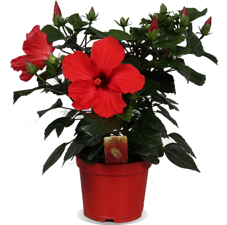 Hibiskus volcano (Eibisch) (S)