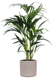 Howea forsteriana (Kentiapalme) (M)