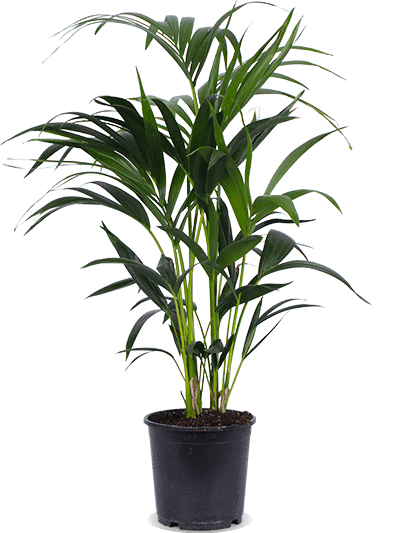 Howea forsteriana (Kentiapalme) (M)