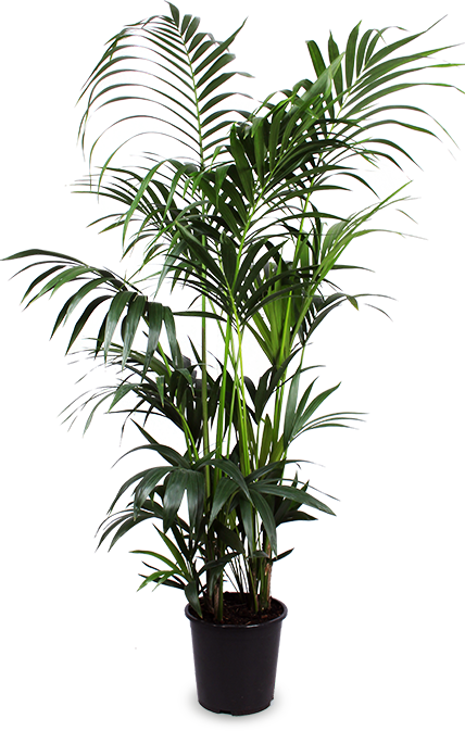 Howea forsteriana (Kentiapalme) (XL)