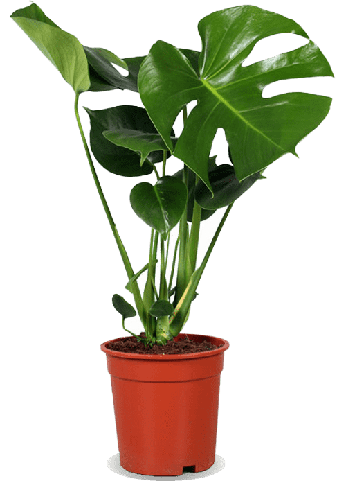 Monstera deliciosa (Fensterblatt) (M)