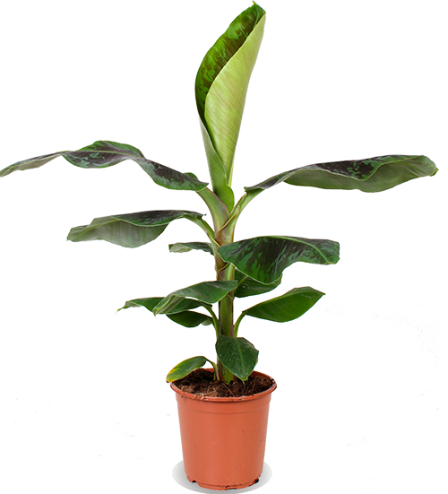 Musa dwarf cavendish (Bananenpflanze) (M)