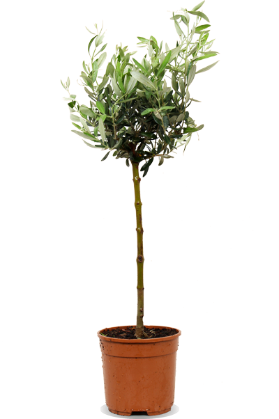 Olea (Olivenbaum) (L)