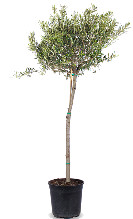 Olea (Olivenbaum) (XL)