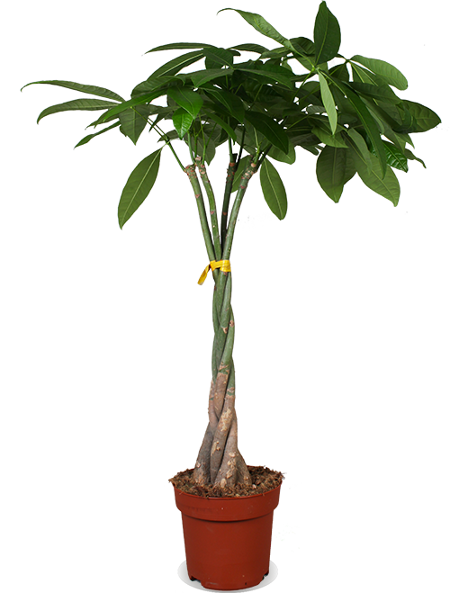 Pachira aquatica (Glückskastanie) (L)