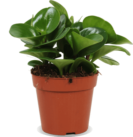 Peperomia obtusifolia (Zwergpfeffer) (S)