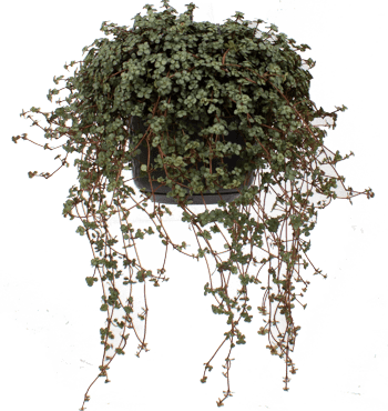 Pilea glauca (Kanonierblume) (S)